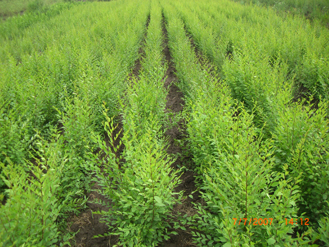 榆樹苗最新價格揭秘，深度解析與市場未來趨勢