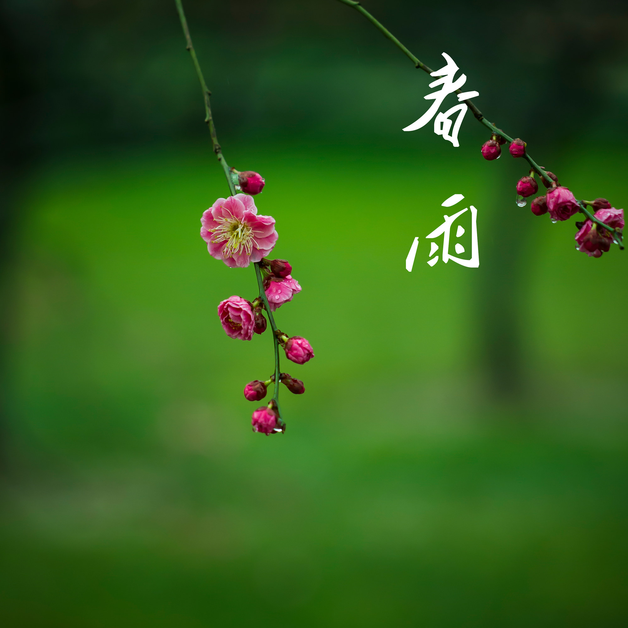 春雨醫(yī)生最新版本發(fā)布，科技引領(lǐng)醫(yī)療健康新紀元