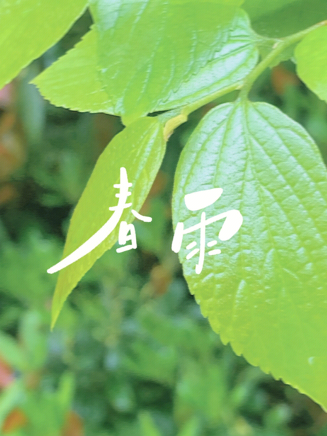 春雨醫(yī)生最新版本發(fā)布，科技引領(lǐng)醫(yī)療健康新紀元