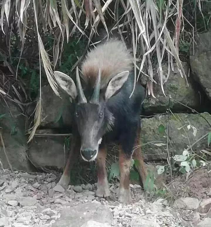 澳門(mén)今晚開(kāi)正版四不像圖,現(xiàn)時(shí)解答解釋落實(shí)_微型版14.347