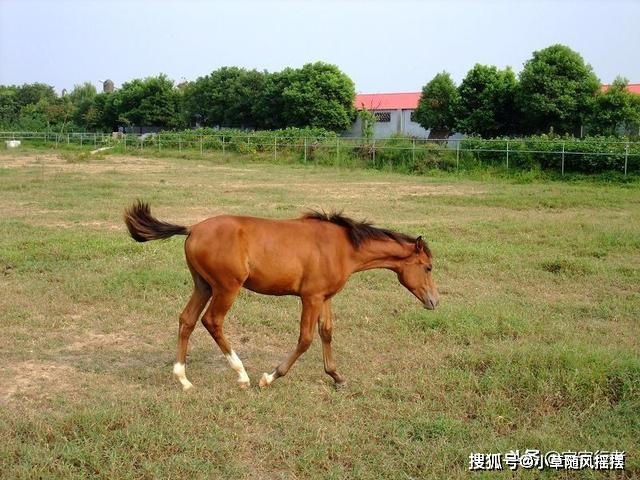 看今晚上特馬四不像圖圖片,及時(shí)解答解釋落實(shí)_創(chuàng)意版87.313