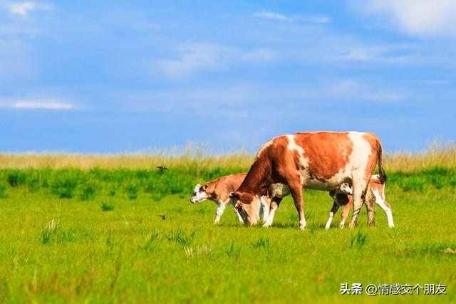 2024晚上開(kāi)什么生肖,正確解答落實(shí)_工具版6.632